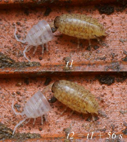 Philoscia sp.